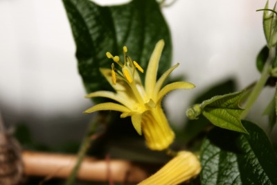 Passiflora citrina 2013.JPG