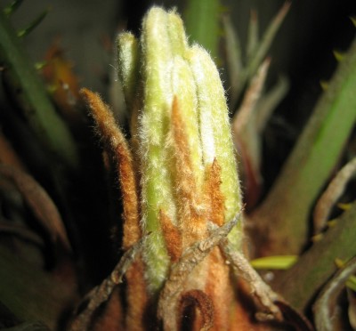 Neuaustrieb Cycas Revoluta.jpg