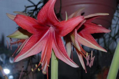 Amaryllis2012 096yy.jpg