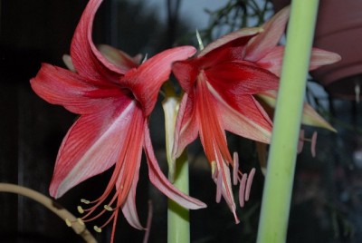 Amaryllis2012 095yy.jpg