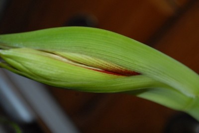 Amaryllis2012 093yy.jpg