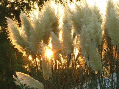 DSCF0490.JPG