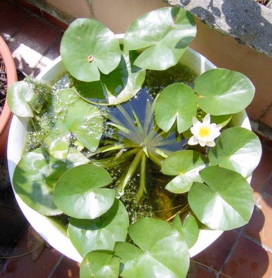 Kübelteich5.JPG