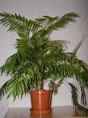 bergpalme_2.jpg