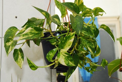 dsc_9637_Efeutute.jpg