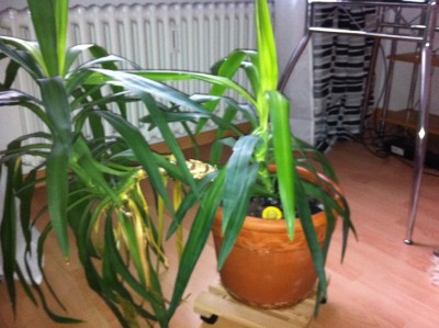 Foto 06.01.13 13 54 34.jpg