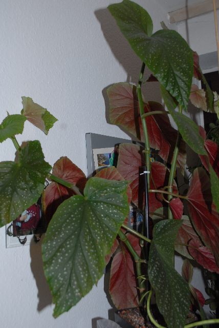 Begonien - Schiefblatt - Begonia · Beliebte Pflanzen & Erfahrungen ·  GREEN24 Pflanzen & Garten Forum