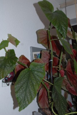 Begonia 159yy.jpg