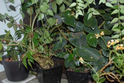 Begonia 157yy.jpg