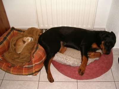Madiba und Shila.JPG