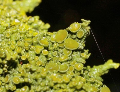 Xanthoria (1).jpg