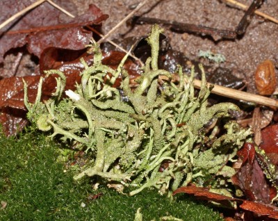 Cladonia (3).jpg