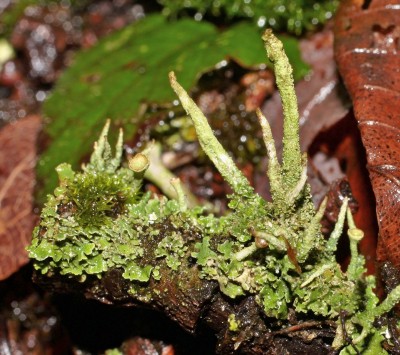 Cladonia (2a).jpg