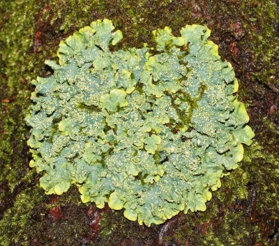 Parmelia (1a).jpg