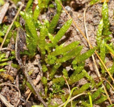 Bryum (1).jpg