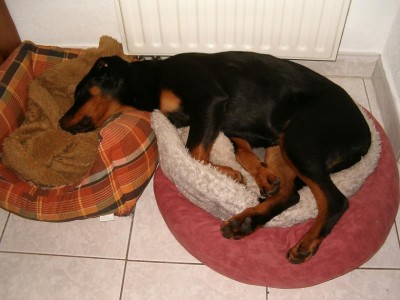 Shila solo im Korb.JPG