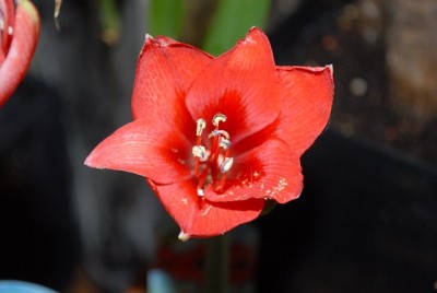 Amaryllis2012 117yy.jpg