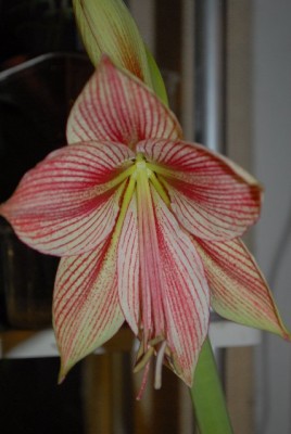Amaryllis2012 115yy.jpg