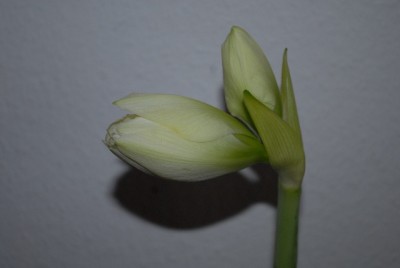 Amaryllis2012 114yy.jpg