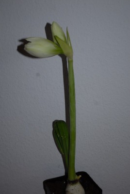 Amaryllis2012 113yy.jpg