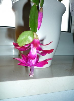 Schlumbergera Annetraut.JPG