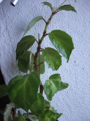DSCF8817.JPG