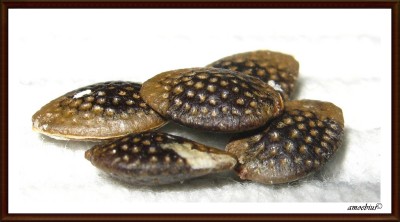 IMG_2293 - Kopie.JPG