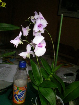 Orchideen 002.JPG