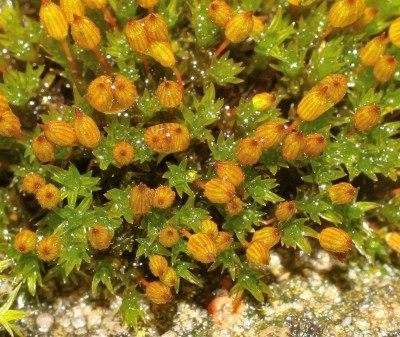 Orthotrichum (2).jpg