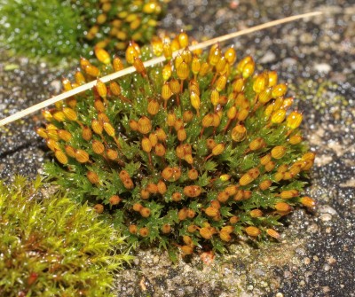 Orthotrichum (1).jpg