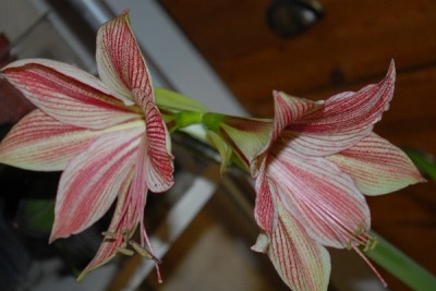 Amaryllis2012 121yy.jpg
