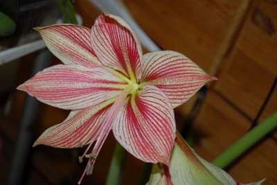 Amaryllis2012 120yy.jpg