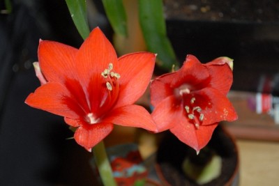 Amaryllis2012 119yy.jpg