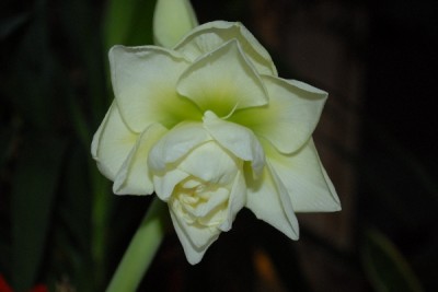 Amaryllis2012 118yy.jpg