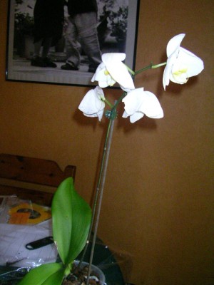 Orchideen 003.JPG