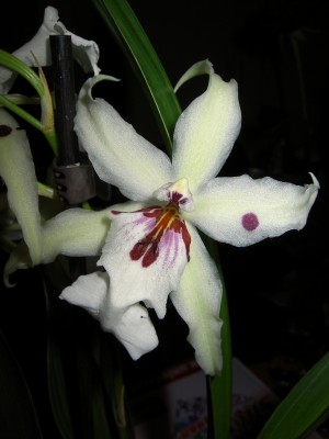 PICT0007_scaled.JPG