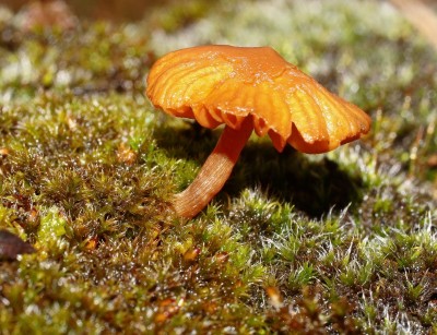 Pilz (3a).jpg