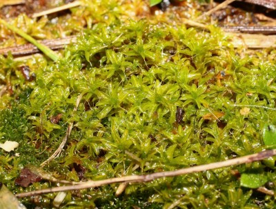 Tortula (1).jpg