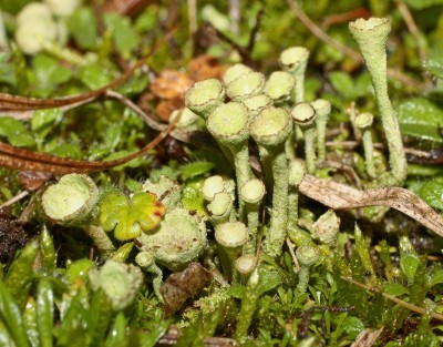 Cladonia (1).jpg