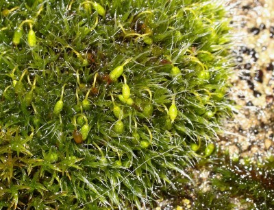 Grimmia (1).jpg