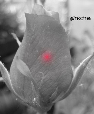 no-Name-Rose.jpg