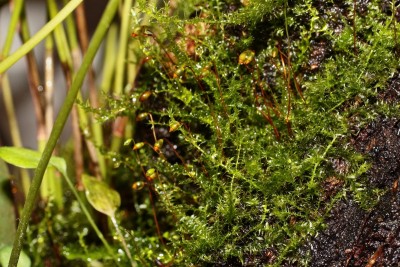 Brachytheciaceae (1a).jpg