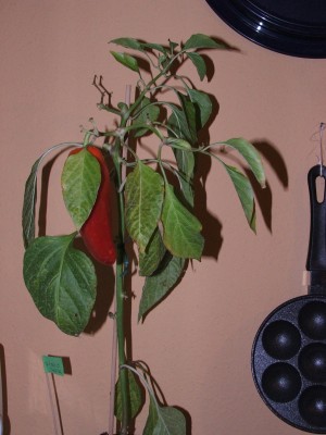 paprika_pinokkio.JPG
