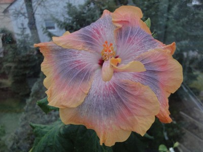 DSC04632 Mattiacis Solar Eclipse.jpg