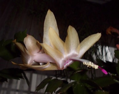 DSCI0003 (640x507).jpg