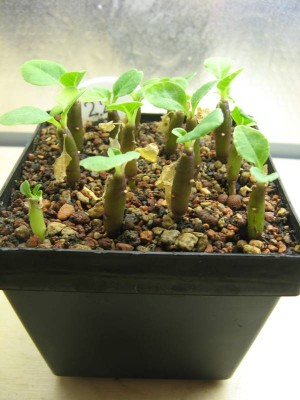 Brighamia Insignis - Aussaat 01.JPG