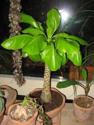 Brighamia Insignis.JPG