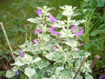 Calamintha grandiflora variegata.JPG
