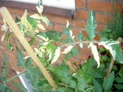 Solanum lycopersicum variegata.JPG