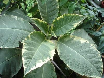 Brugmansia `Maya`.JPG